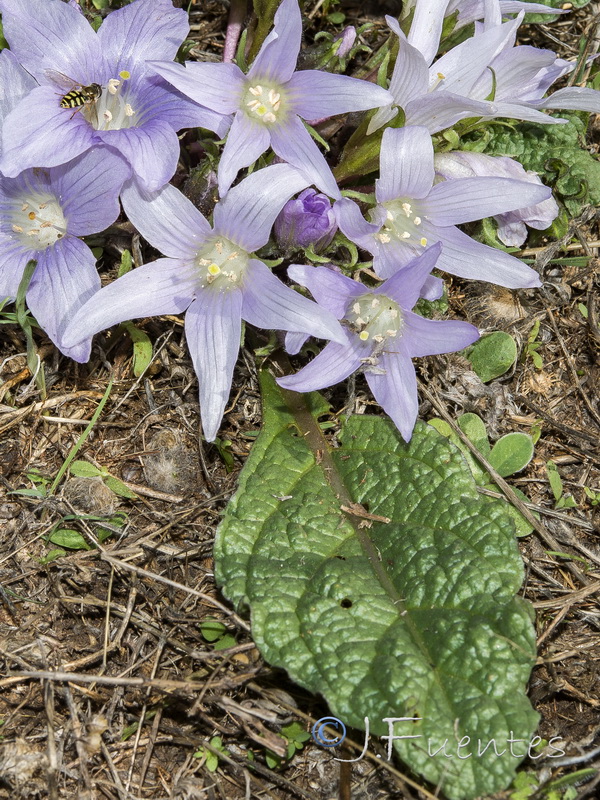 Mandragora autumnalis.03