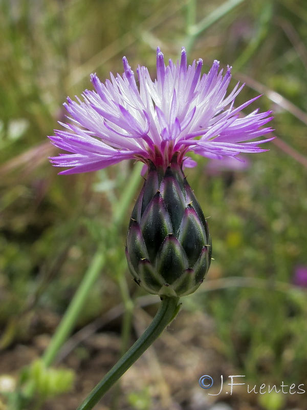 Mantisalca cabezudoi.05
