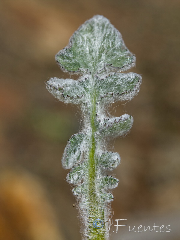 Mantisalca cabezudoi.04