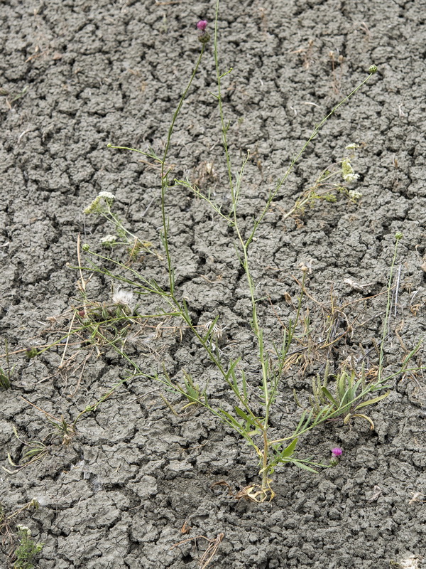 Mantisalca duriaei.01