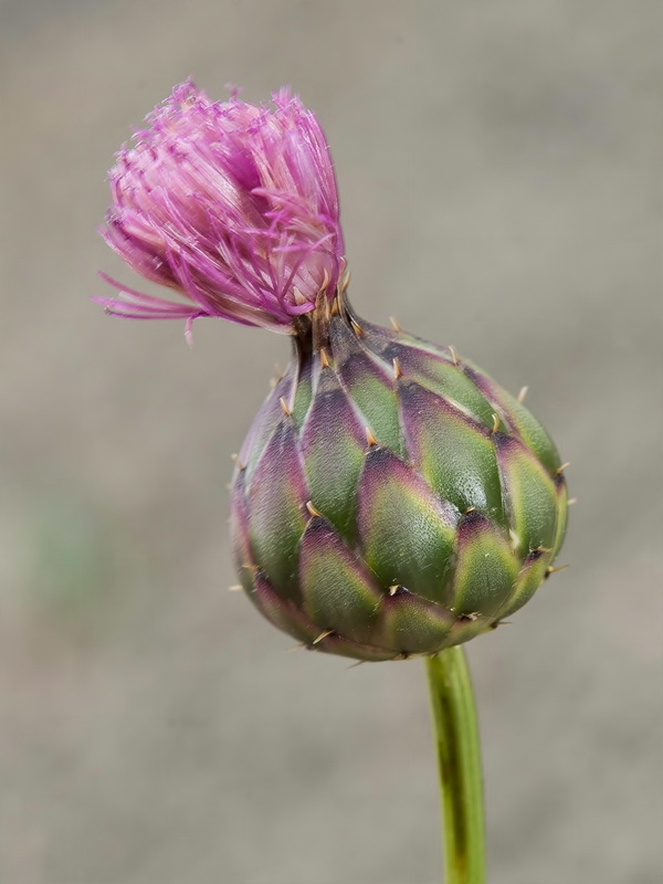 Mantisalca duriaei.05