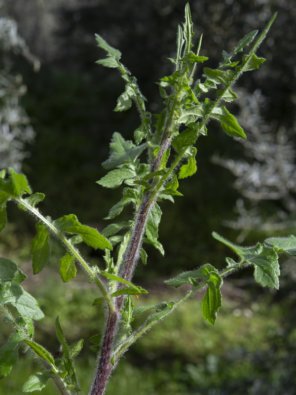 Mantisalca salmantica.18