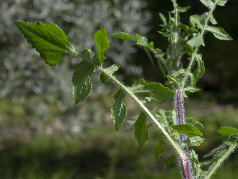 Mantisalca salmantica.20