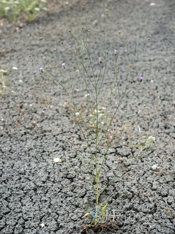 Mantisalca spinulosa.01