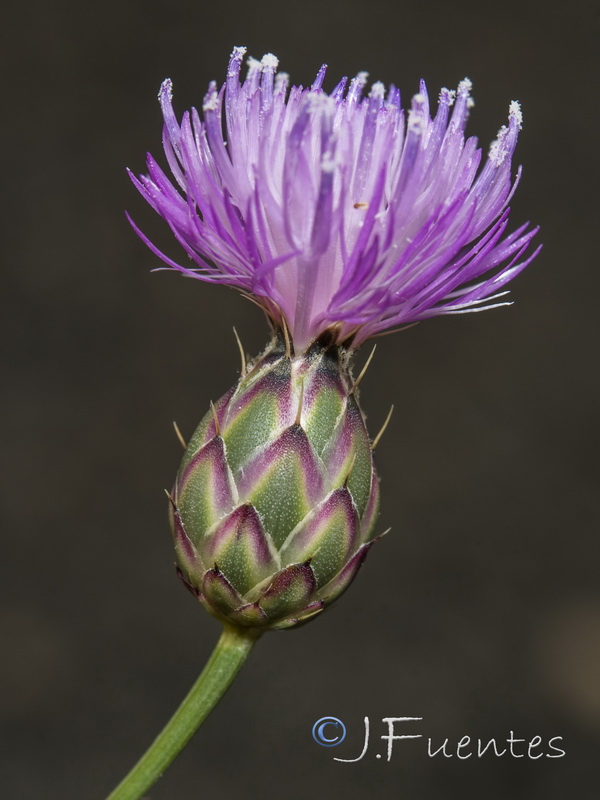 Mantisalca spinulosa.03