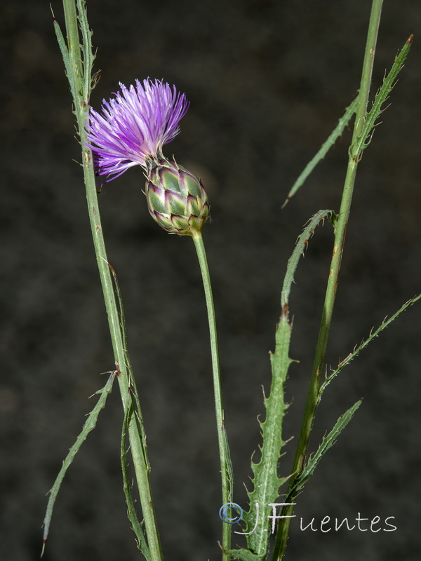 Mantisalca spinulosa.04