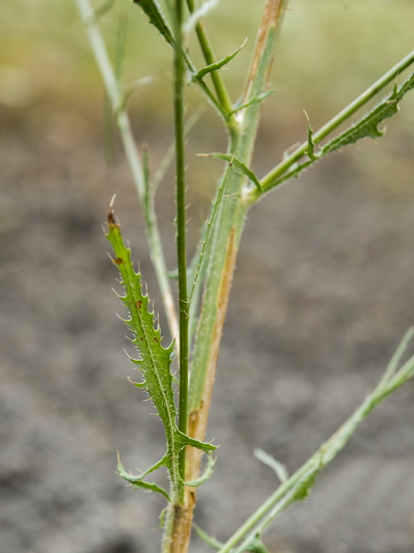 Mantisalca spinulosa.10