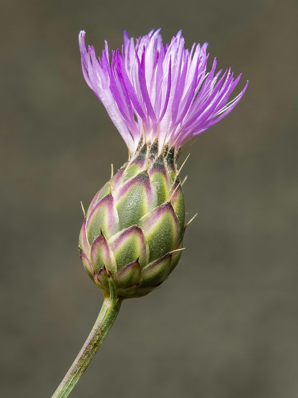 Mantisalca spinulosa.12