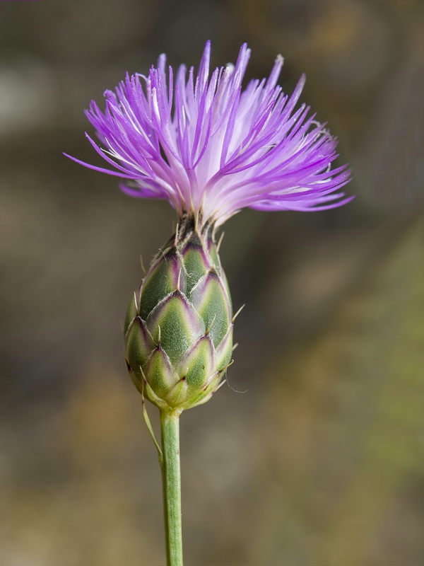 Mantisalca spinulosa.14