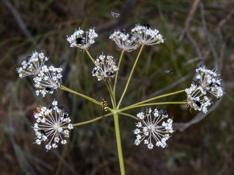 Margotia gummifera.05