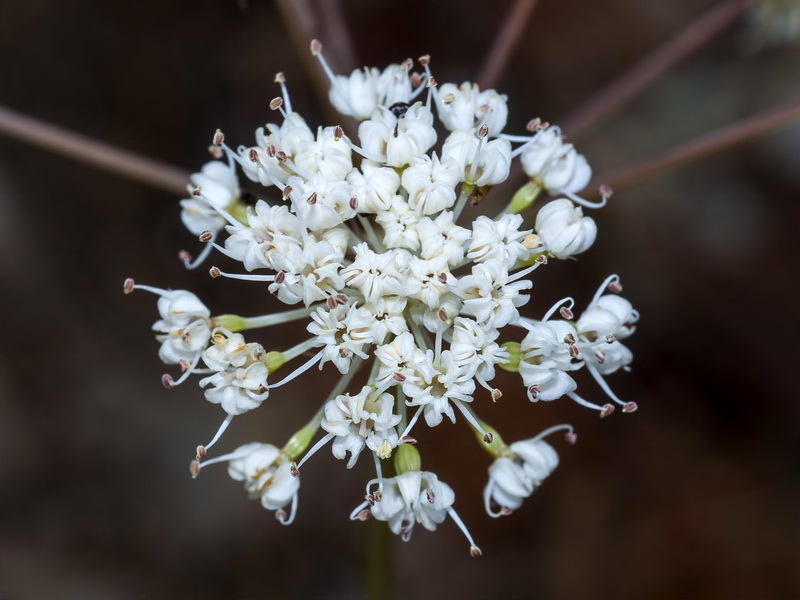 Margotia gummifera.10