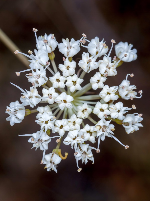 Margotia gummifera.12