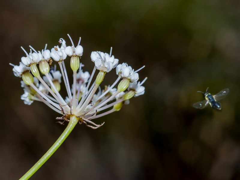 Margotia gummifera.13