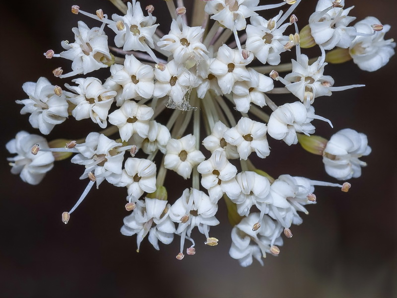 Margotia gummifera.14