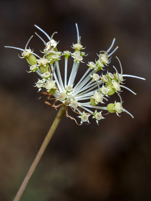 Margotia gummifera.15