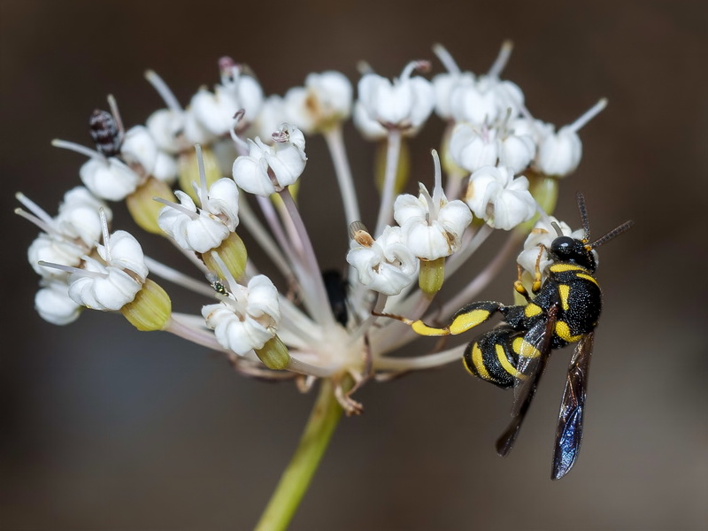 Margotia gummifera.17