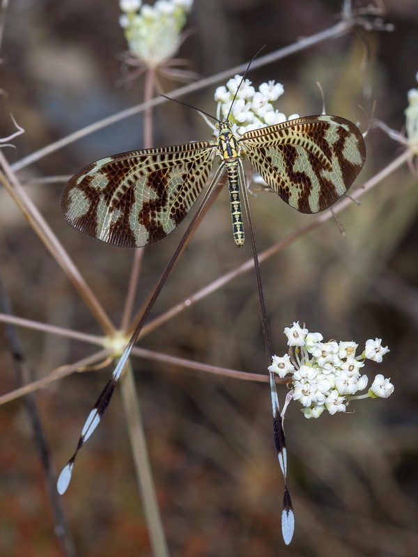 Margotia gummifera.18