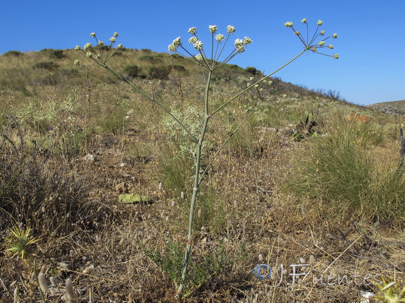 Margotia gummifera.19