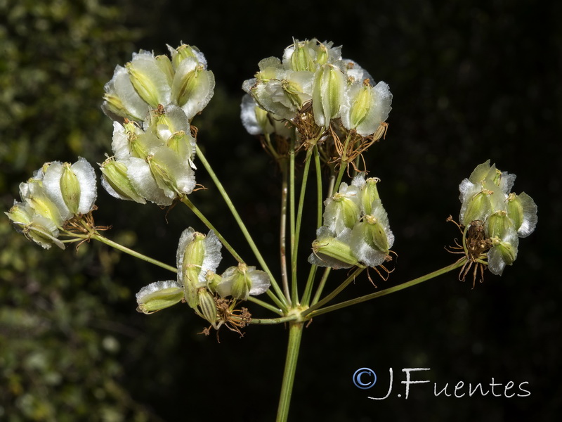 Margotia gummifera.20