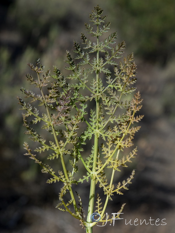 Margotia gummifera.31