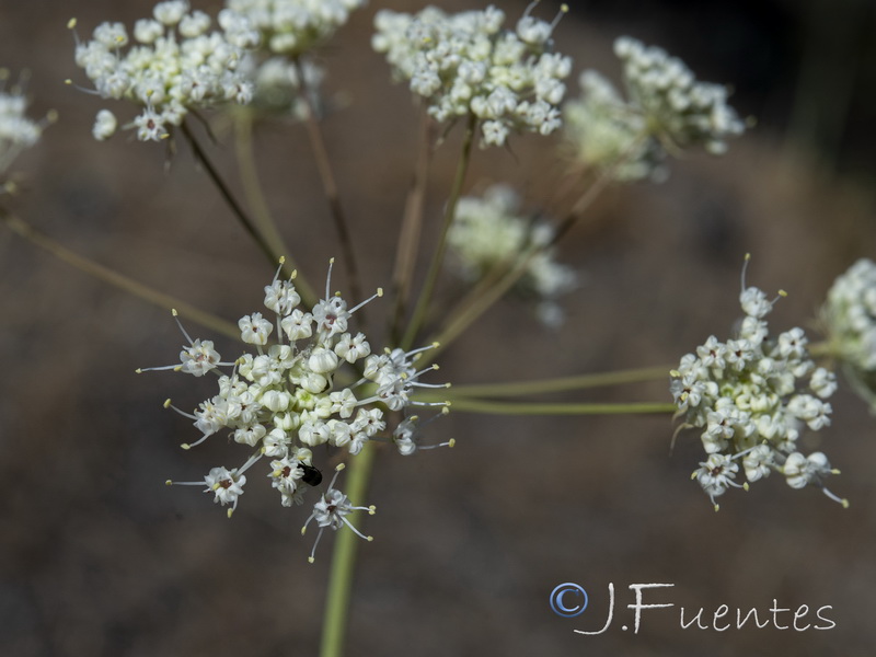 Margotia gummifera.25