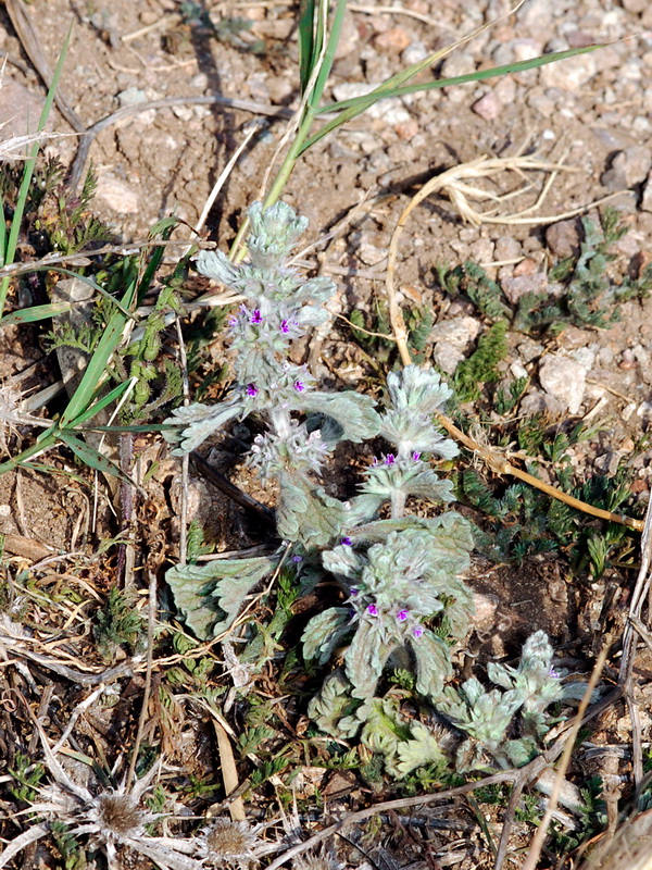 Marrubium alysson.01