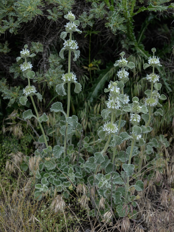 Marrubium vulgare.01