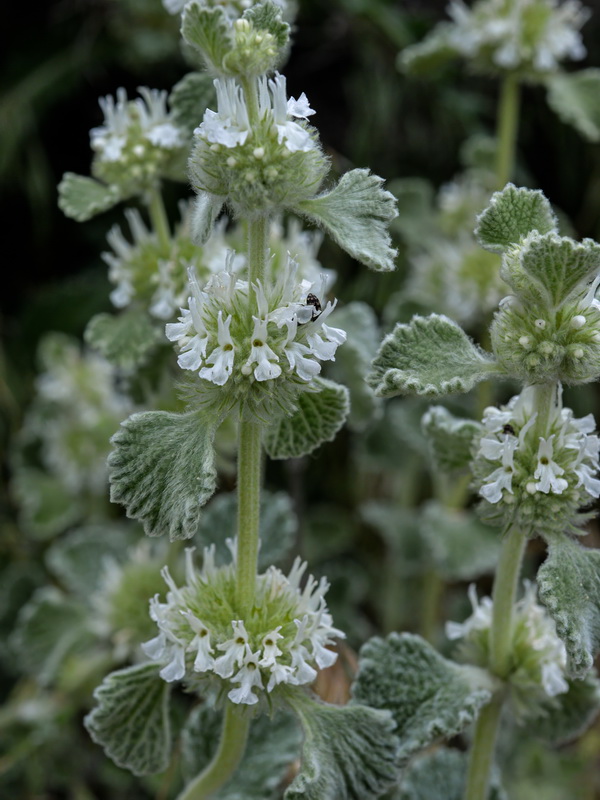 Marrubium vulgare.13