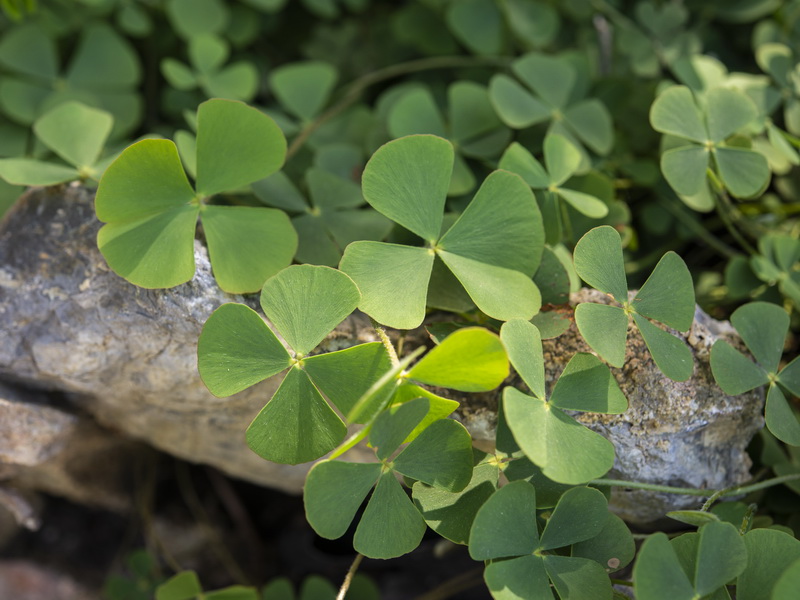 Marsilea batardae.01