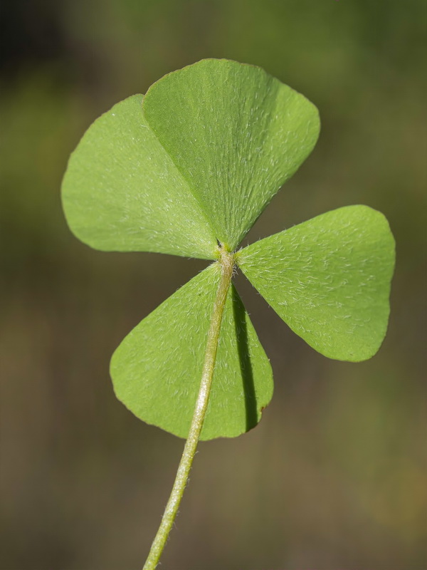 Marsilea batardae.04