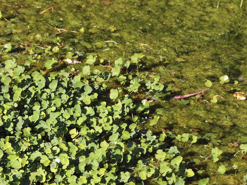 Marsilea batardae.03