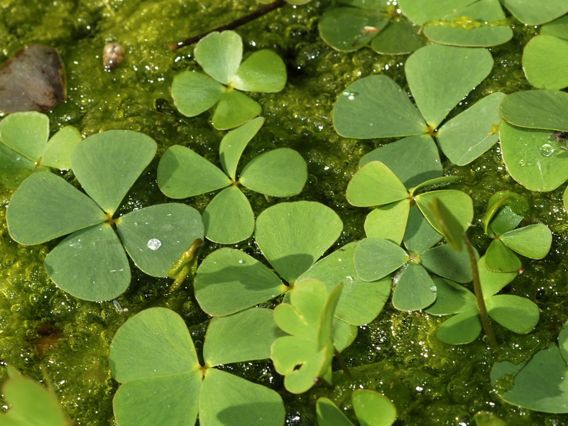 Marsilea batardae.06