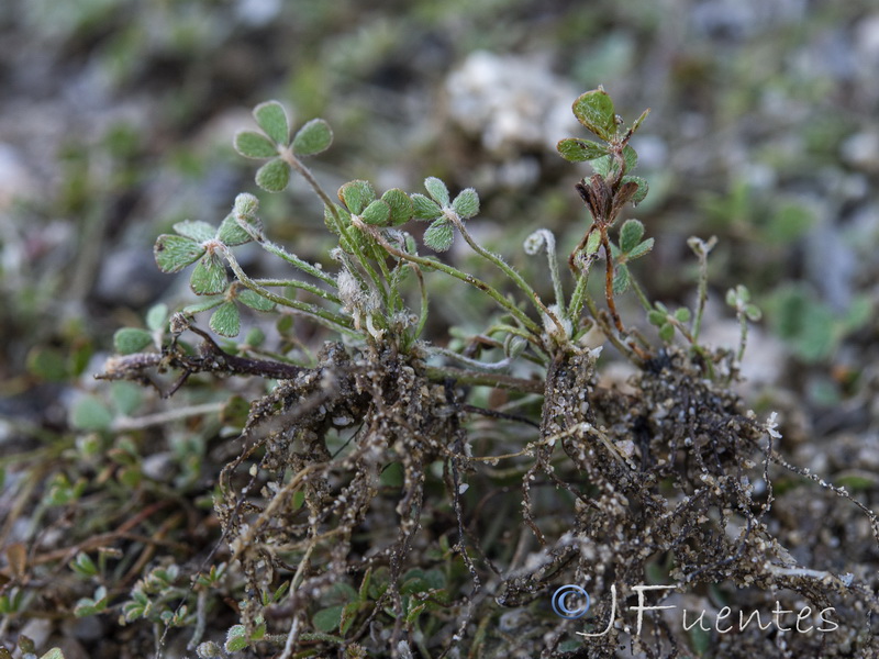 Marsilea batardae.05