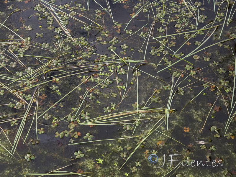 Marsilea strigosa.02