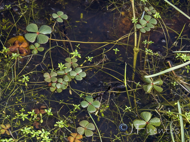 Marsilea strigosa.03