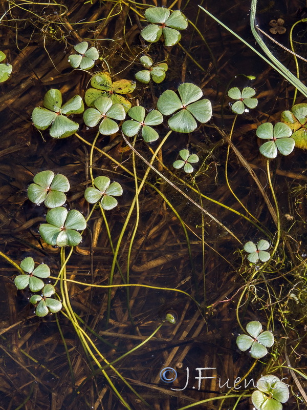 Marsilea strigosa.04