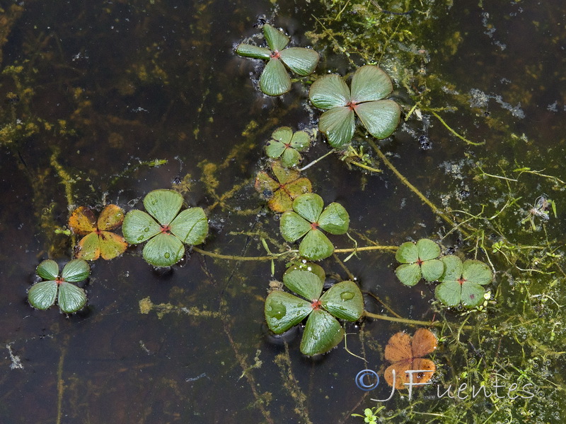 Marsilea strigosa.05