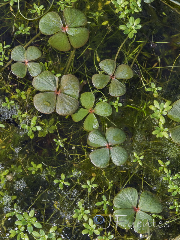 Marsilea strigosa.06