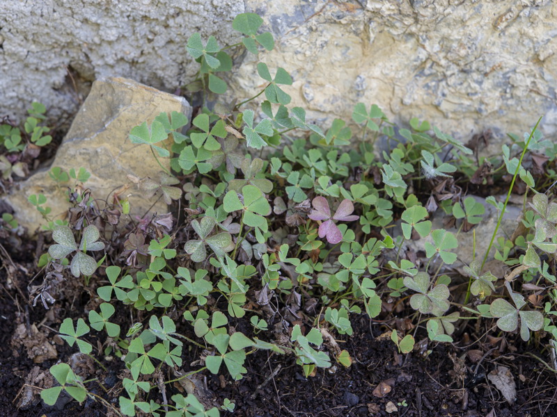 Marsilea strigosa.09