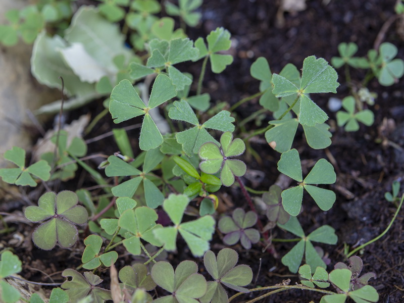 Marsilea strigosa.10