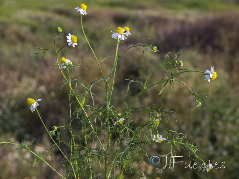 Matricaria chamomilla.01