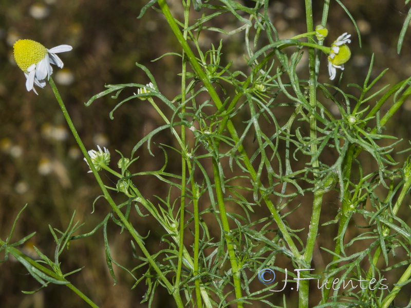 Matricaria chamomilla.03