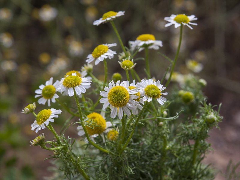 Matricaria chamomilla.05