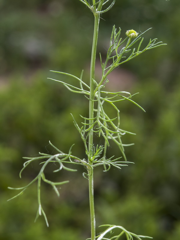 Matricaria chamomilla.07