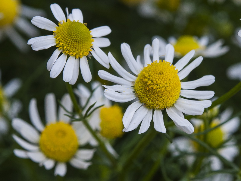 Matricaria chamomilla.16