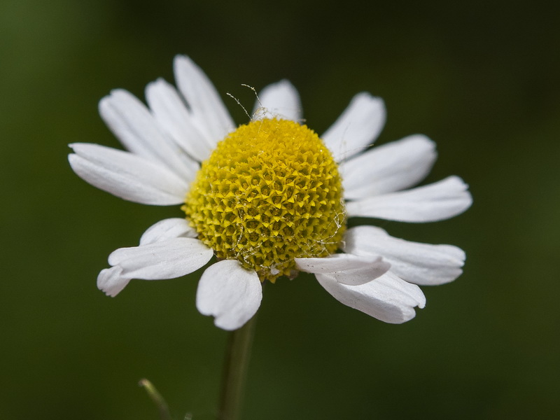 Matricaria chamomilla.23
