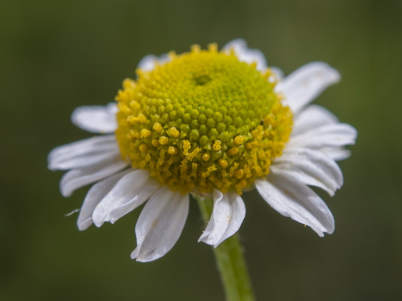Matricaria chamomilla.24