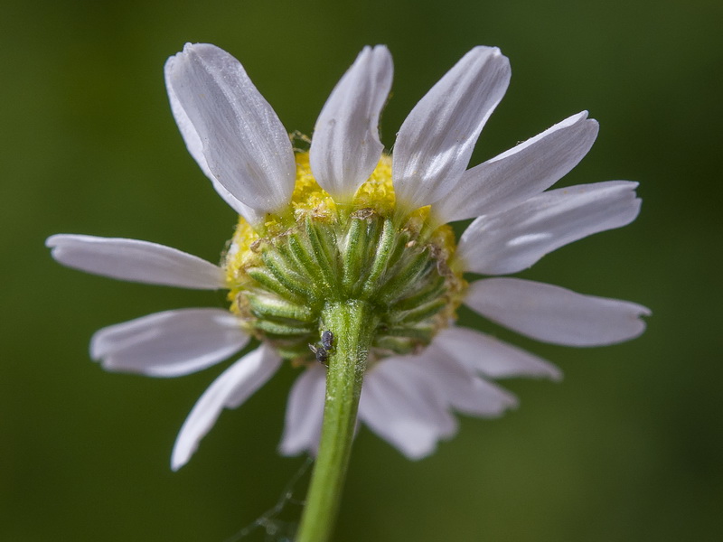 Matricaria chamomilla.27
