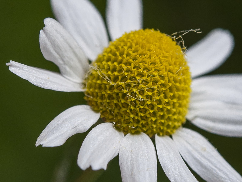 Matricaria chamomilla.28
