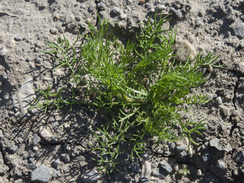 Matricaria chamomilla.30